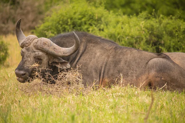 Afrikansk Safari landskap — Stockfoto