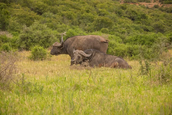 Afrikansk Safari landskap — Stockfoto