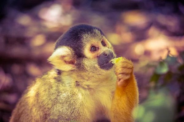 Zwierzęta o Monkeyland — Zdjęcie stockowe