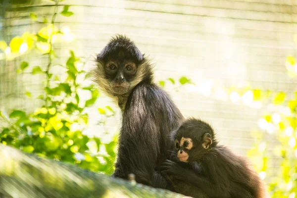 Monkeyland hayvanlar