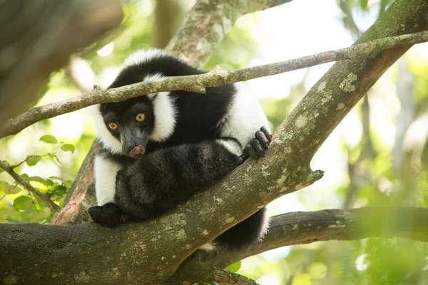 Monkeyland hayvanlar