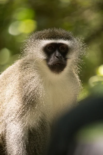 Monkeyland hayvanlar