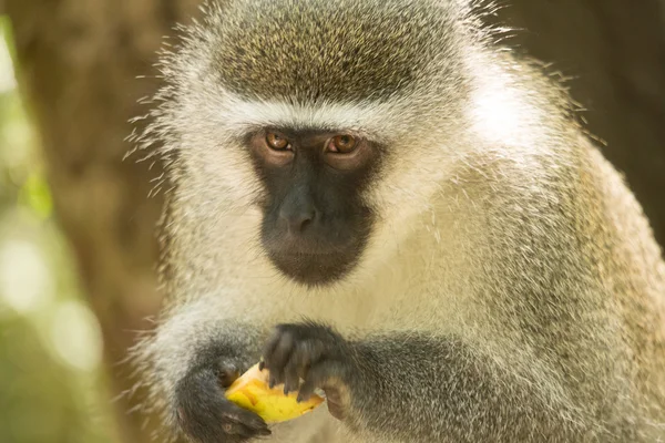 Monkeyland hayvanlar