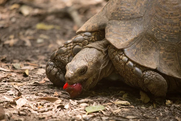 Monkeyland hayvanlar