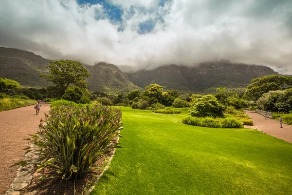Kirstenbosch zahrady Kapské město — Stock fotografie