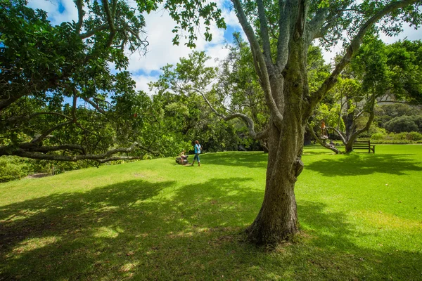 KIRSTENBOSCH bahçeleri Cape Town