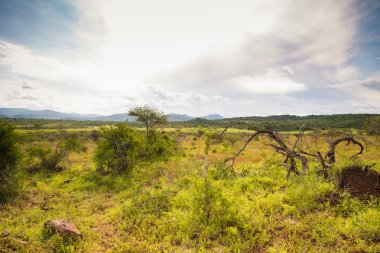 Afrika Safari manzaralar