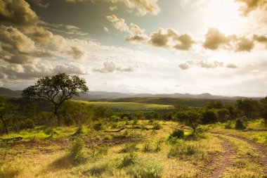 Afrika Safari manzaralar