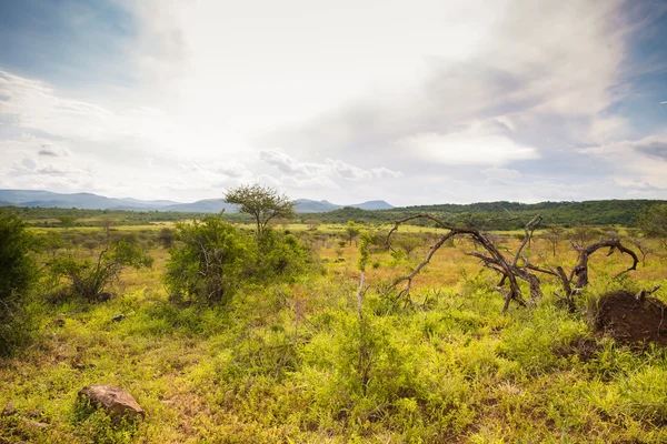 Afrikaanse Safari landschappen — Stockfoto