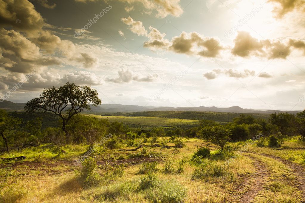 Safari landscape