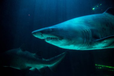 İki okyanuslar akvaryum köpekbalığı
