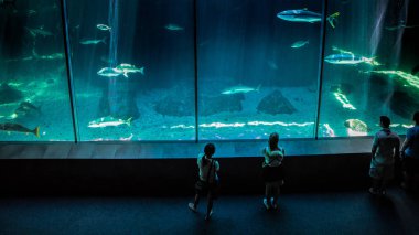 Dev balık içinde iki okyanuslar akvaryum