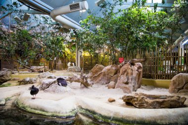 İki Okyanus Akvaryumu Cape Town penguenler