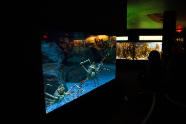 Dev örümcek yengeci iki okyanuslar akvaryum