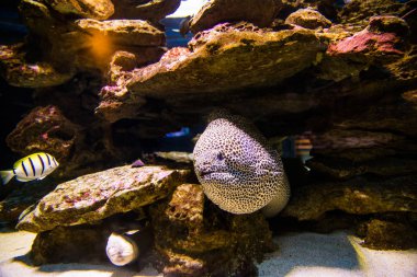 Gymnothorax yılan balığı balık içinde iki okyanuslar akvaryum. Cape town, Güney Af