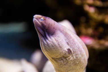 Geometrik yılan balığı balık içinde iki okyanuslar akvaryum. Cape town, Güney Afri