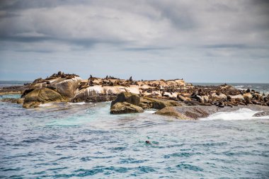 Houtbaai Batı Burnu