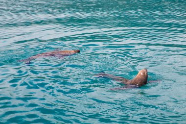 Houtbaai Batı Burnu