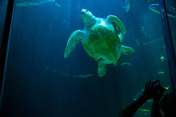 Tartaruga caretta in due oceani Acquario — Foto Stock