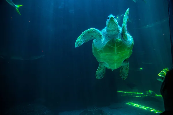 Loggerhead turtle in Two Oceans Aquarium