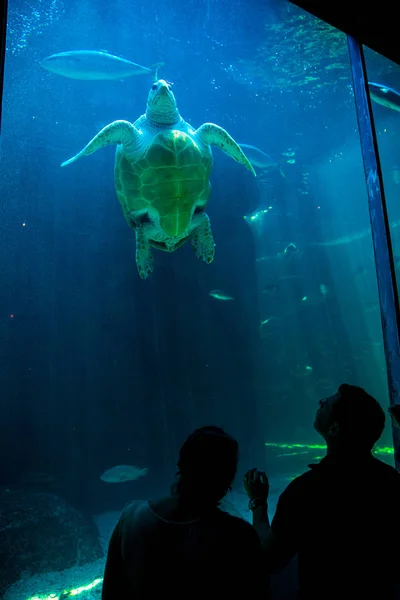 Tartaruga caretta in due oceani Acquario — Foto Stock