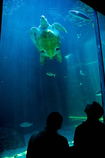 Loggerhead-schildpad uit Two Oceans Aquarium — Stockfoto