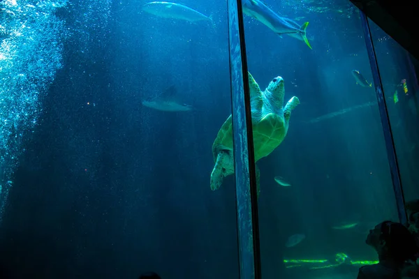 Tartaruga caretta in due oceani Acquario — Foto Stock