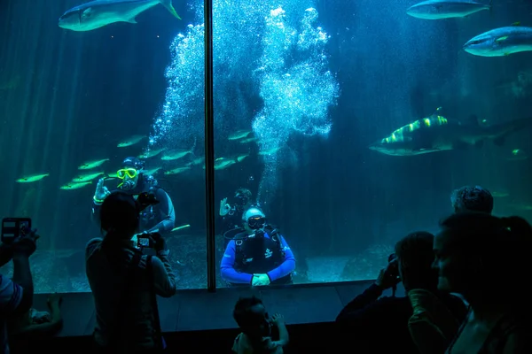 2 つの海洋水族館のサメ — ストック写真