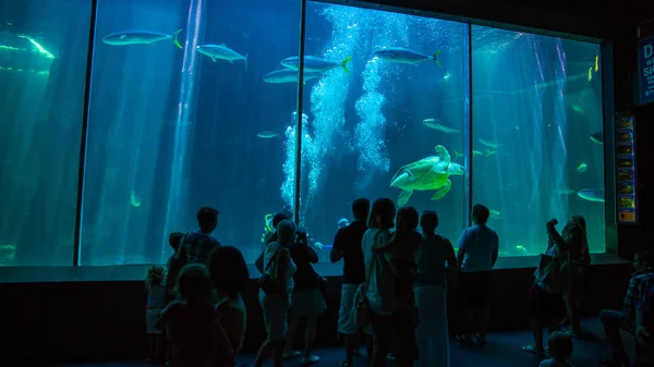 Tortuga boba en dos océanos Acuario — Foto de Stock