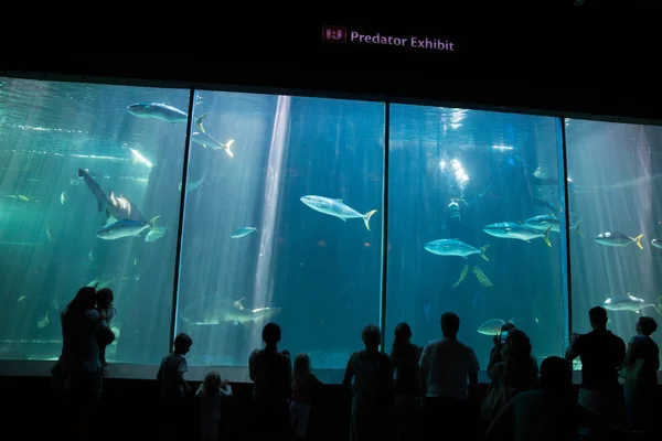 Peixes gigantes em dois oceanos Aquário — Fotografia de Stock