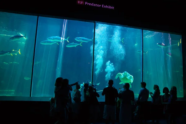 Peixes gigantes em dois oceanos Aquário — Fotografia de Stock