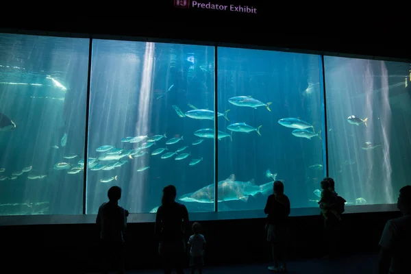 Reusachtige vis in Two Oceans Aquarium — Stockfoto