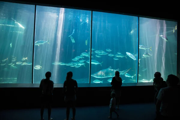 在两个海洋水族馆的巨鱼 — 图库照片