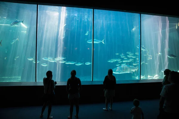 在两个海洋水族馆的巨鱼 — 图库照片