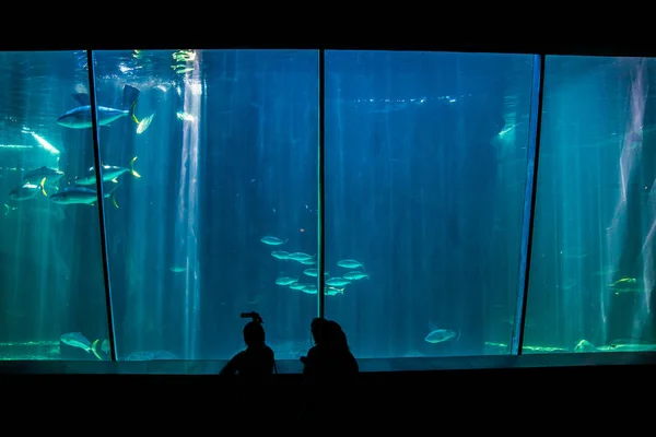 2 つの海洋水族館の巨大な魚 — ストック写真