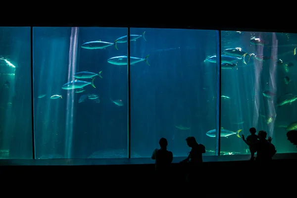 Peixes gigantes em dois oceanos Aquário — Fotografia de Stock
