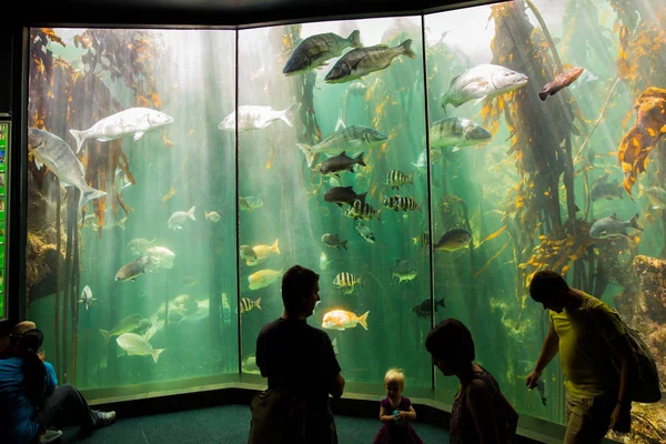 Peixes gigantes em dois oceanos Aquário — Fotografia de Stock