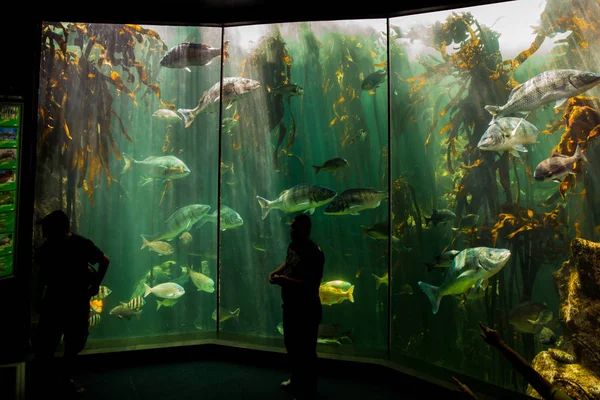 Peixes gigantes em dois oceanos Aquário — Fotografia de Stock