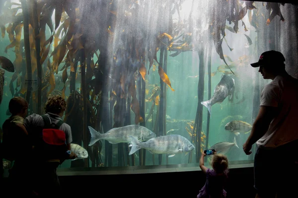 Pesce gigante in due oceani Acquario — Foto Stock