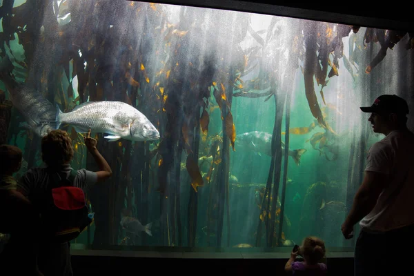 Peixes gigantes em dois oceanos Aquário — Fotografia de Stock