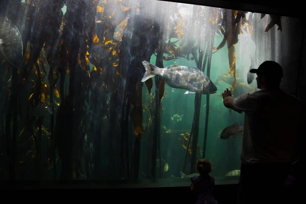 2 つの海洋水族館の巨大な魚 — ストック写真