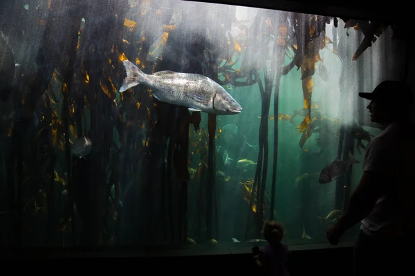 2 つの海洋水族館の巨大な魚 — ストック写真