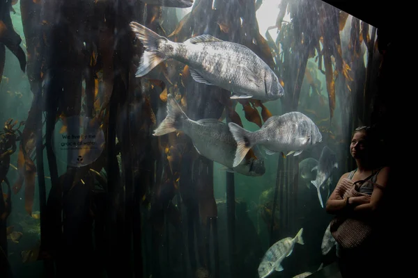 Reusachtige vis in Two Oceans Aquarium — Stockfoto