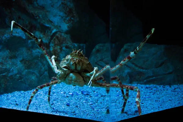 Caranguejo-aranha gigante no aquário de dois oceanos — Fotografia de Stock