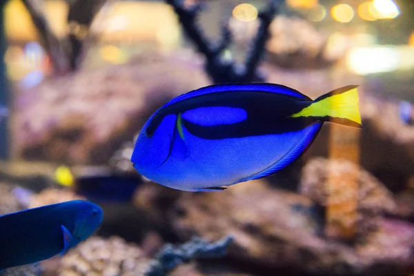 Exotic tropical fish in Two Oceans Aquarium — Stock Photo, Image