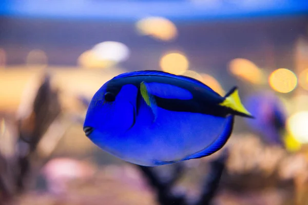 Exotiska tropiska fiskar i Two Oceans Aquarium — Stockfoto