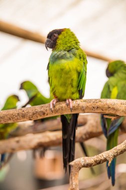 Dünya kuş Cape Town