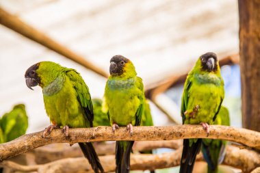 Dünya kuş Cape Town