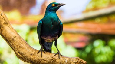 Dünya kuş Cape Town