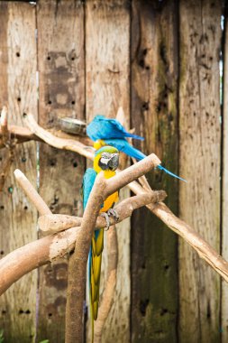 Dünya kuş Cape Town